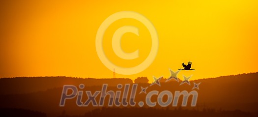 White stork flying in the sky at sunset White stork flying in the sky at sunset