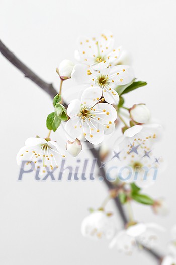 Congratulation card with close up tender blooming cherry branch against pastel grey background, copy space. Greeting spring card. Congratulation card with close up tender blooming cherry branch against pastel grey background, copy space. Greeting spring card.