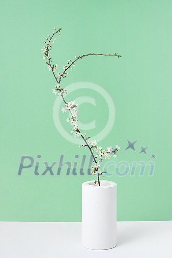 Congratulation spring card with tender blooming cherry flowers branch in a ceramic vase on a duotone background, copy space. Greeting spring postcard. Congratulation spring card with tender blooming cherry flowers branch in a ceramic vase on a duotone background, copy space. Greeting spring postcard.