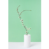 Congratulation spring card with tender blooming cherry flowers branch in a ceramic vase on a duotone background, copy space. Greeting spring postcard.
