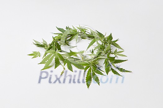 Green wreath from fresh natural marijuana leaves on a light grey background with copy space. Concept use of marijuana for medical puposes. Green wreath from fresh natural marijuana leaves on a light grey background with copy space. Concept use of marijuana for medical puposes.