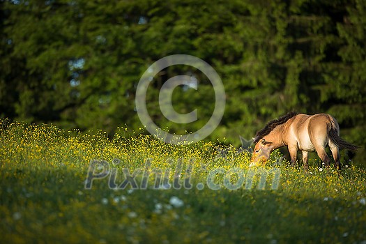 Przewalski horse grazing on a lovely meadow Przewalski horse grazing on a lovely meadow