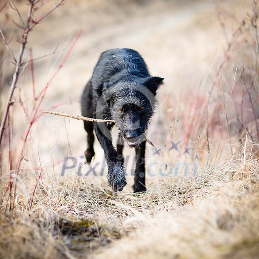 Scary, devil-like black dog running outdoors Scary, devil-like black dog running outdoors