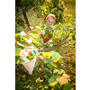 Pretty, young woman picking apricots lit by warm summer evening light (shallow DOF; color toned image)