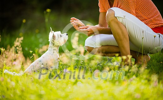 Cute little dog doing agility drill - running slalom, being obediend and making his master proud and happy Cute little dog doing agility drill - running slalom, being obediend and making his master proud and happy