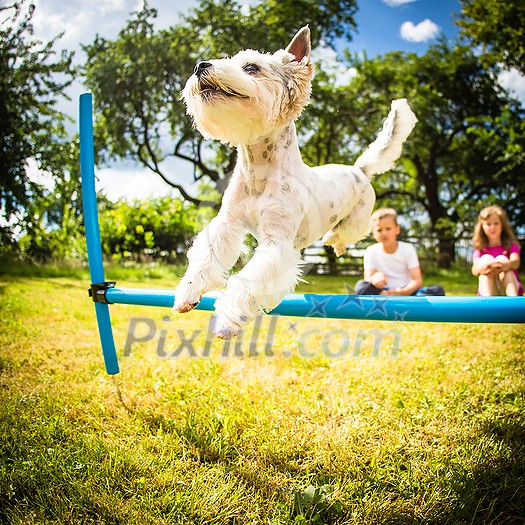 Cute little dog doing agility drill - running slalom, being obediend and making his master proud and happy Cute little dog doing agility drill - running slalom, being obediend and making his master proud and happy