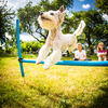 Cute little dog doing agility drill - running slalom, being obediend and making his master proud and happy