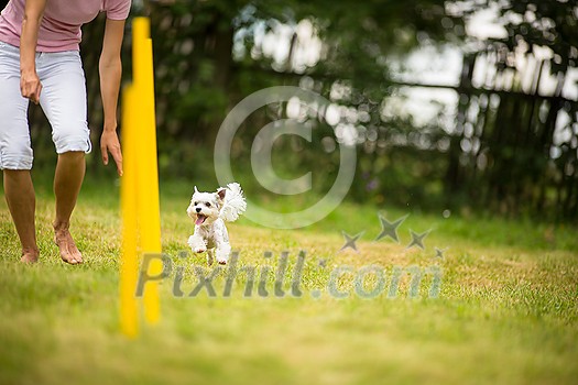 Cute little dog doing agility drill - running slalom, being obediend and making his master proud and happy Cute little dog doing agility drill - running slalom, being obediend and making his master proud and happy