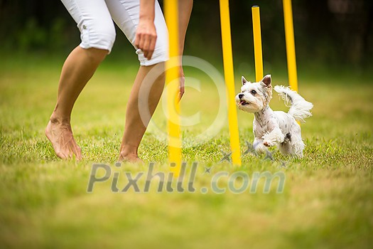 Cute little dog doing agility drill - running slalom, being obediend and making his master proud and happy Cute little dog doing agility drill - running slalom, being obediend and making his master proud and happy