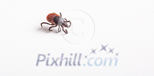 Tick - parasitic arachnid blood-sucking carrier of various diseases Tick - parasitic arachnid blood-sucking carrier of various diseases