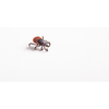 Tick - parasitic arachnid blood-sucking carrier of various diseases