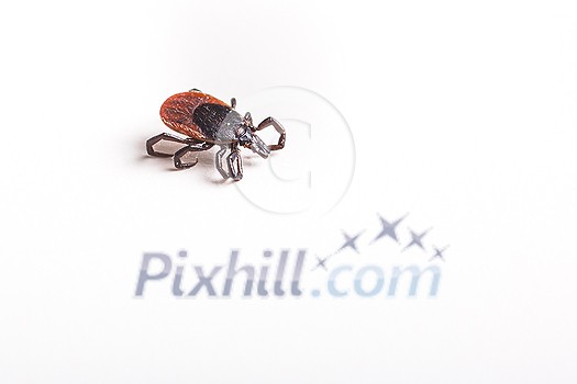 Tick - parasitic arachnid blood-sucking carrier of various diseases Tick - parasitic arachnid blood-sucking carrier of various diseases