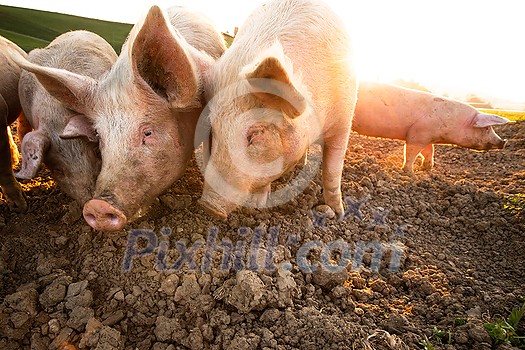 Pigs eating on a meadow in an organic meat farm - wide angle lens shot Pigs eating on a meadow in an organic meat farm - wide angle lens shot