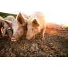Pigs eating on a meadow in an organic meat farm - wide angle lens shot