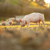 Pigs eating on a meadow in an organic meat farm - wide angle lens shot