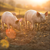 Pigs eating on a meadow in an organic meat farm - wide angle lens shot