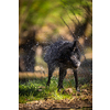 Wagging the dog - cute black dog getting rid of water in his fur after a swim, shaking it off