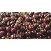 Tracking slow motion video of wet ripe red cherries on a square tray from steel. Cherries background with droplets of water on berries. Soft focus. Shallow depth of field. 4K video.
