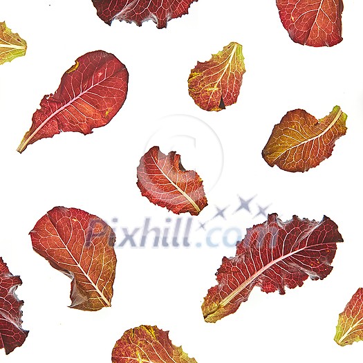 Plant pattern from colorful home grown healthy natural organic salad leaves flying against white background. Vegan healthy food concept. Plant pattern from colorful home grown healthy natural organic salad leaves flying against white background. Vegan healthy food concept.