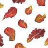 Plant pattern from colorful home grown healthy natural organic salad leaves flying against white background. Vegan healthy food concept.