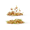 Sprouted microgreens of fresh natural organic wheat seeds derminated at home on a white background, copy space. Vegan and healthy eating concept.