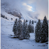 Awesome winter landscape with spruces covered in snow. Frosty day, exotic wintry scene. Magic Carpathian mountains, Ukraine, Europe. Winter nature wallpapers. Splendid christmas scene.