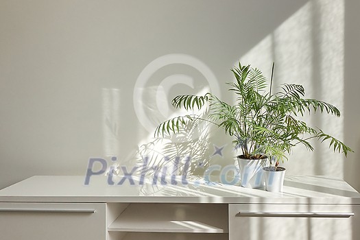 Eco stylish interior table with green natural houseplants and shadows on the light wall from the window on a sunny day, copy space. Eco working place.