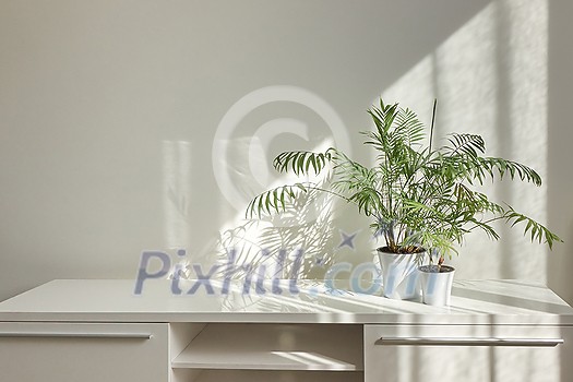 Eco stylish interior table with green natural houseplants and shadows on the light wall from the window on a sunny day, copy space. Eco working place. Eco stylish interior table with green natural houseplants and shadows on the light wall from the window on a sunny day, copy space. Eco working place.