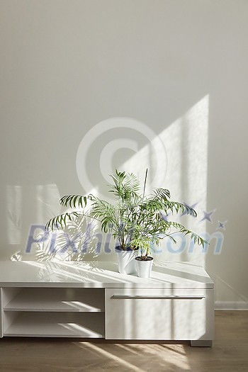 Eco modern interior table for TV with green natural houseplants and shadows on the light wall from the window on a sunny day, place for text. Eco home space. Eco modern interior table for TV with green natural houseplants and shadows on the light wall from the window on a sunny day, place for text. Eco home space.