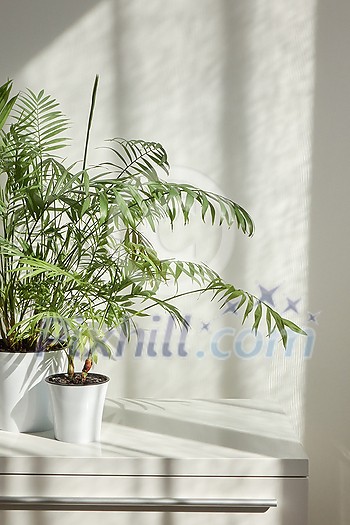 Contemporary eco interior place with stylish table and natural green houseplant in the flower pots against light wall with shadows from window on a sunny day, copy space. Eco working place. Contemporary eco interior place with stylish table and natural green houseplant in the flower pots against light wall with shadows from window on a sunny day, copy space. Eco working place.