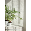 Contemporary eco interior place with stylish table and natural green houseplant in the flower pots against light wall with shadows from window on a sunny day, copy space. Eco working place.