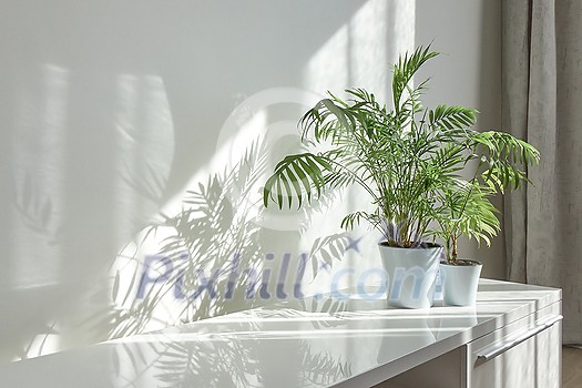 Contemporary eco interior corner with glossy surface of desk, natural green houseplant in the flower pots and long shadows from window on a wall at the sunny day, copy space. Eco working place.
