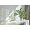 Contemporary eco interior corner with glossy surface of desk, natural green houseplant in the flower pots and long shadows from window on a wall at the sunny day, copy space. Eco working place.