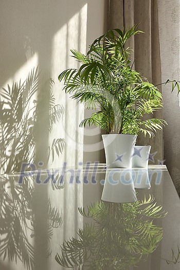 Modern eco interior place with glossy desk surface with shadows and reflections from natural green houseplant in the flower pots. Game of shadows on a wall from window at the sunny day.