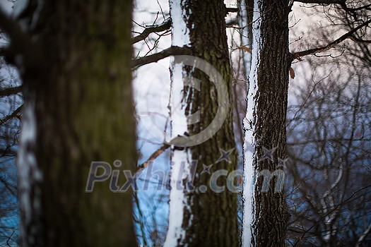 Winter snowy day scene - forest trees covered with snow Winter snowy day scene - forest trees covered with snow