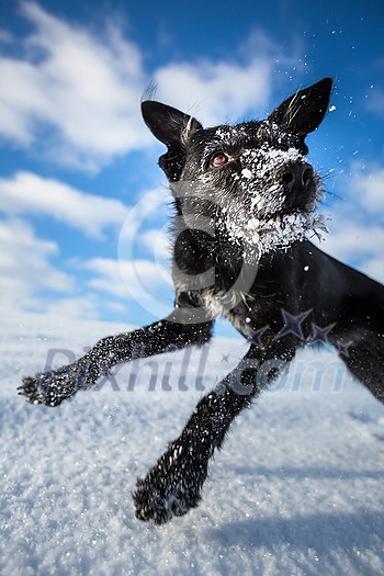 Hilarious black dog jumping for joy over a snowy field on a lovely winter day Hilarious black dog jumping for joy over a snowy field on a lovely winter day