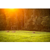 Cows going home from pasture at the close of the day - Regenerative farming concept/Grass fed beef