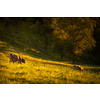 Cows going home from pasture at the close of the day - Regenerative farming concept/Grass fed beef