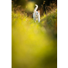 Extremely cute white kitten on a lovely meadow, playing outside - sweet domestic pet playing outside