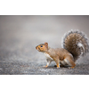 Eastern Grey Squirrel (Sciurus carolinensis)