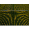 Aerial view over vineyard fields in Europe