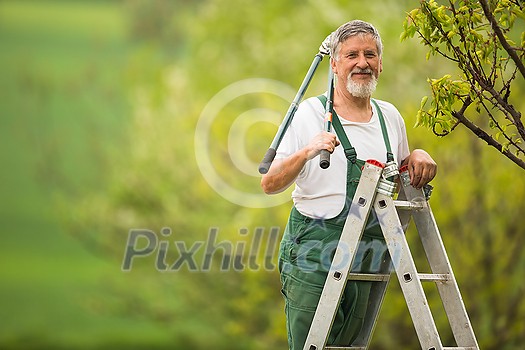 Senior man gardening in his garden (color toned image), taking good care of his fruit trees from a ladder Senior man gardening in his garden (color toned image), taking good care of his fruit trees from a ladder