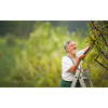 Senior man gardening in his garden (color toned image), taking good care of his fruit trees from a ladder