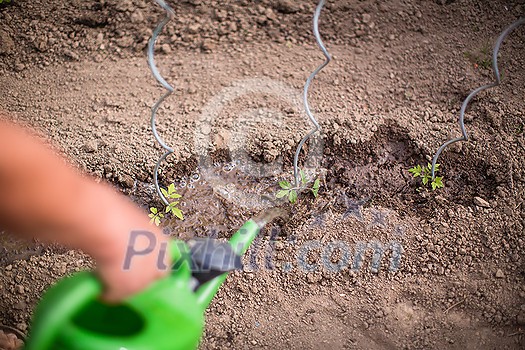Senior man gardening in his garden (color toned image), watering plants Senior man gardening in his garden (color toned image), watering plants