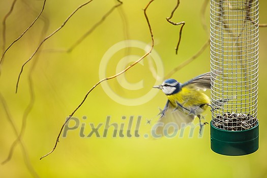 Tiny Blue tit flying away from a feeder in a garden after grasping a sunflower seed with its beak, hungry during winter (lat. Parus caeruleus) Tiny Blue tit flying away from a feeder in a garden after grasping a sunflower seed with its beak, hungry during winter (lat. Parus caeruleus)