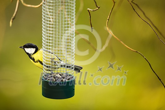 Great tit (Parus major) on a feeder in a garden, hungry during winter Great tit (Parus major) on a feeder in a garden, hungry during winter
