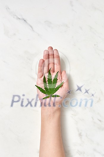 Organic green leaf of medicinal marijuana or marijuana plant on a woman's hand on a light grey background with soft shadow, copy space. Use of cannabis for medical purposes. Organic green leaf of medicinal marijuana or marijuana plant on a woman's hand on a light grey background with soft shadow, copy space. Use of cannabis for medical purposes.