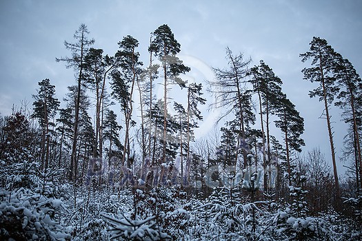 Winter forest - trees covered with snow