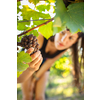 Grapes in a vineyard being checked by a female vintner (color toned image)