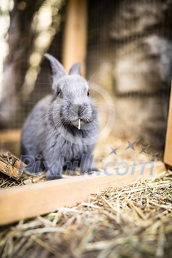 Cute baby rabbits in a farm Cute baby rabbits in a farm